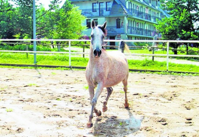 Ponad 80 procent koni w stadninie to hucuły, jedna z najstarszych ras w Polsce. Właściciele hodują również konie czystej krwi arabskiej