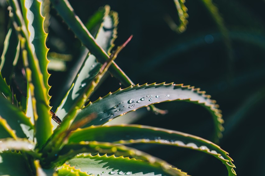 Aloes może być szkodliwy dla osób z chorobami nerek. Może to...