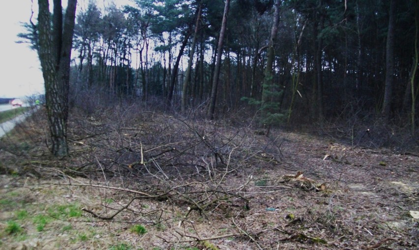 Rogalin, Gołuski, Poznań - to tylko jedne z licznych...