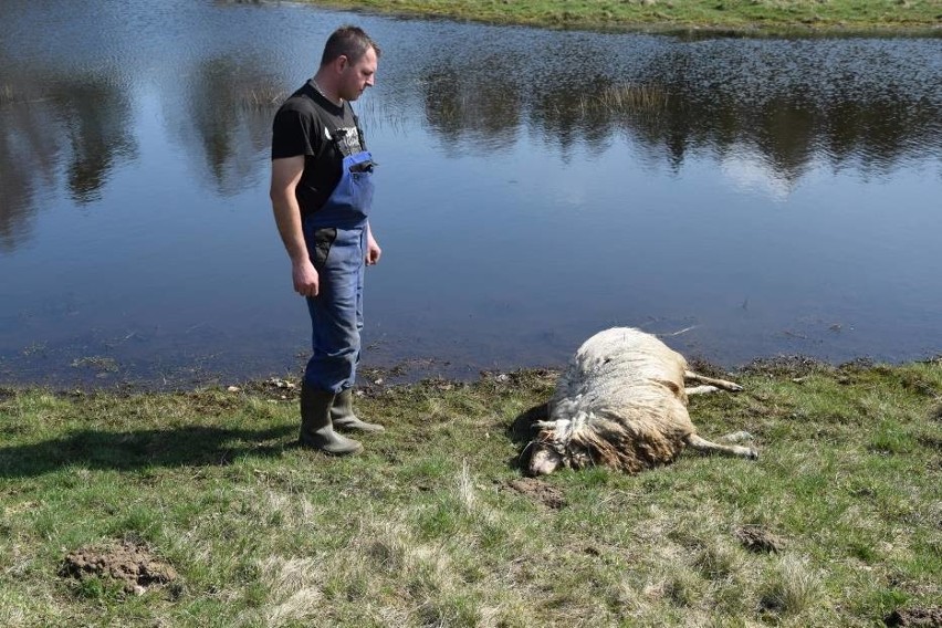 Wilki zagryzły owce w Dolsku