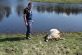 Wilki zagryzły owce w Dolsku. Wataha wilków pojawiła się gminie Miastko [zdjęcia]
