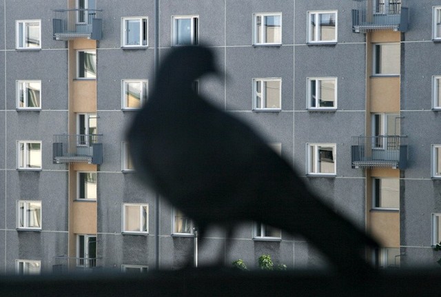 Gołębie dają się we znaki mieszkańcom osiedla Piasta.