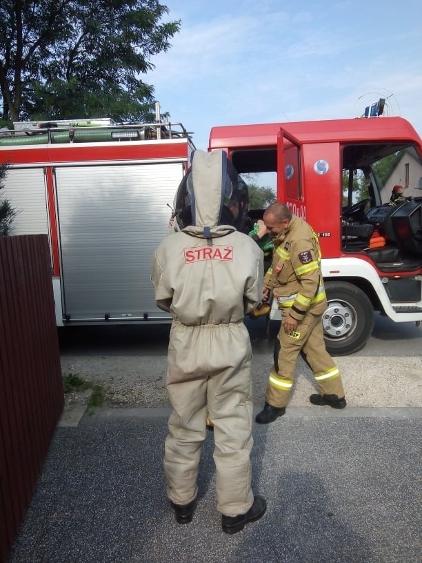 Strażacy z Wilczkowic wezwani do usunięcia gniazda szerszeni [ZDJĘCIA]