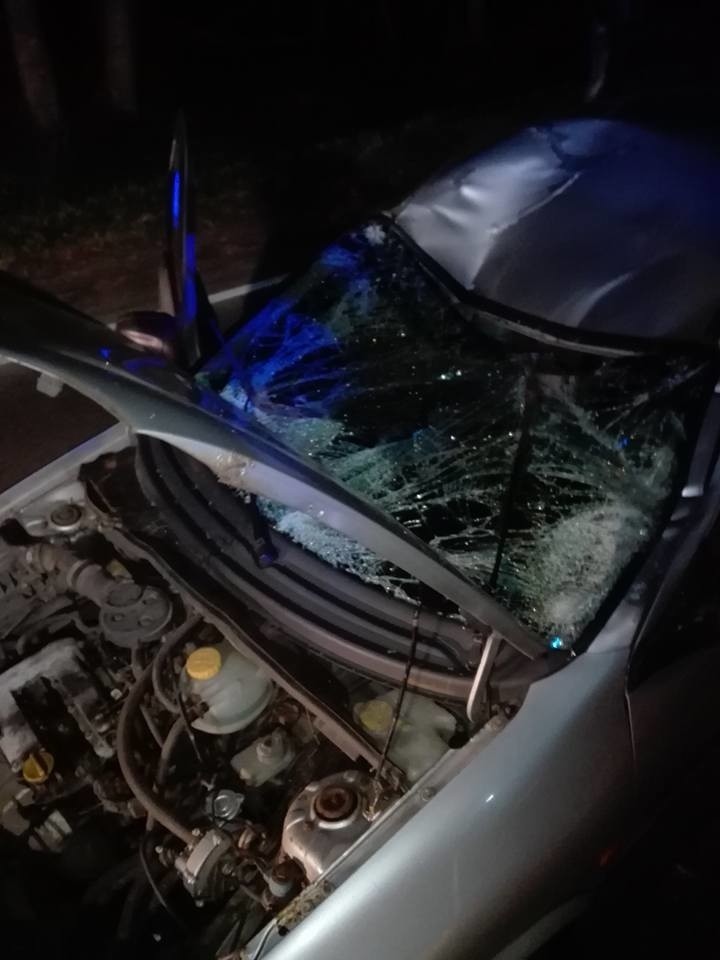 Wypadek Czarna Białostocka. Opel zderzył się z łosiem [ZDJĘCIA]