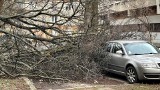 Orkan Eunice w Lubuskiem. Drzewa w zielonogórskim Parku Tysiąclecia nie wytrzymały wichury. Jedno z nich spadło na samochód