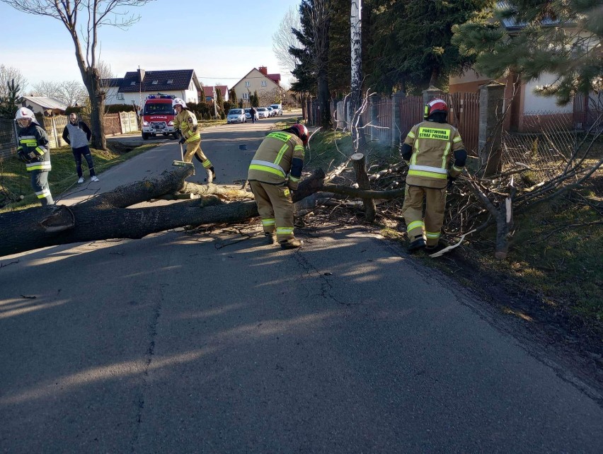 Ujezna. Przewrócone drzewo na drodze powiatowej - skutek...