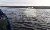 Foka w Wiśle w rejonie Bydgoszczy! Płynęła z wielką rybą w pysku [zdjęcia]