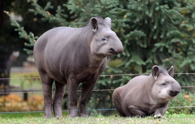 Do węgierskiego ogrodu wyprowadziła się samica tapira.