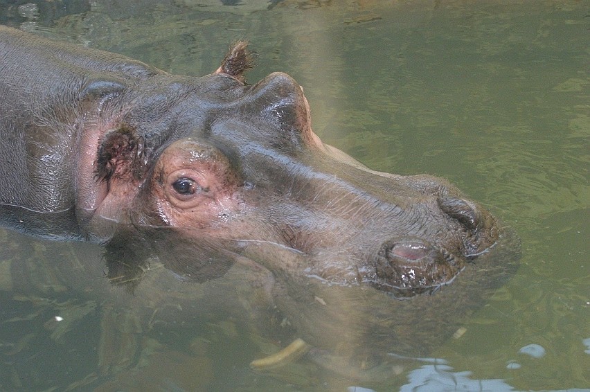 Łódzkie zoo sprzed lat. Kto pamięta takie zoo? Ze słoniami, nosorożcem i hipopotamem? ZDJĘCIA