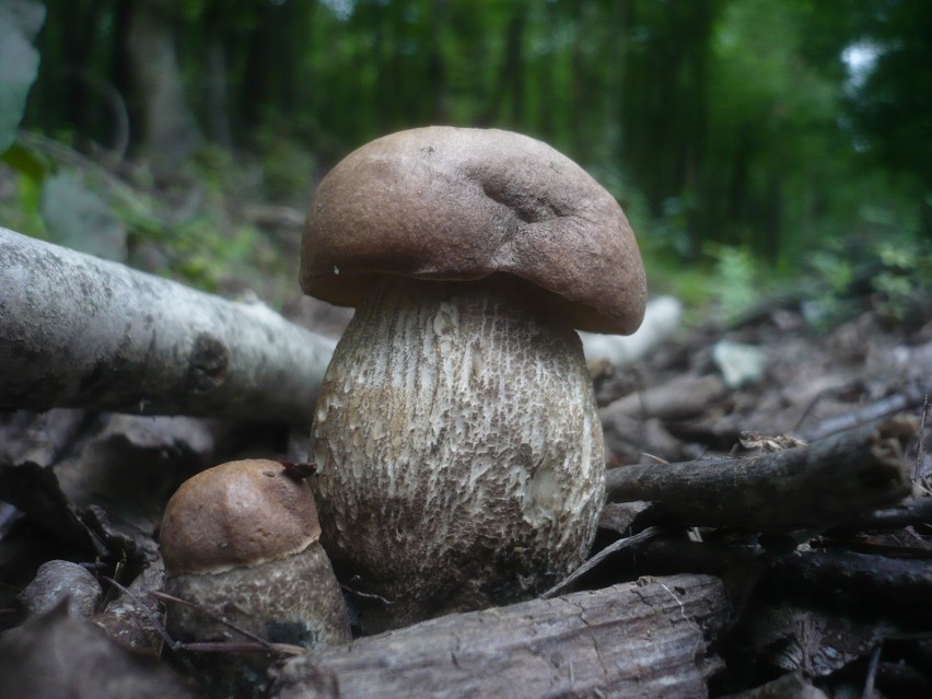 Leccinum duriusculum - jesienią spotykany pod osikami i...