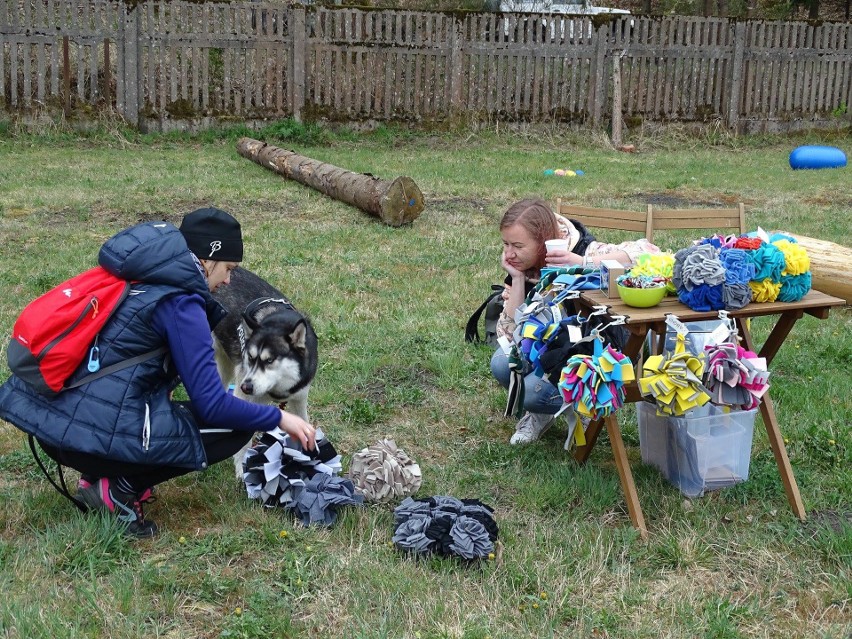 I Dogtrekking w Polanowie, który był połączony z majówką,...