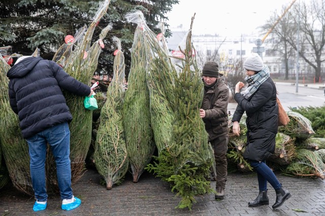 Choinki, które dostaną krwiodawcy przyjechały z Nadleśnictwa Białowieża. Dzisiaj (16 grudnia) rozdano ok. 200 drzewek.