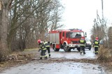 Wypadek na drodze wojewódzkiej nr 246. Tir wjechał w drzewo