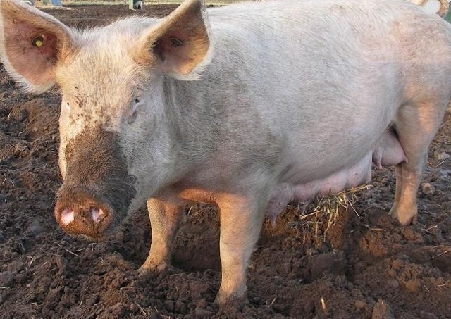 Choroba świń na szczęście nie przenosi się na ludzi oraz inne zwierzęta