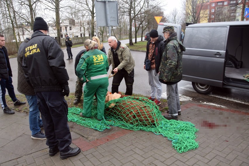 Ranny jeleń zabrany z osiedla Zachód w Stargardzie [ZDJĘCIA, WIDEO]