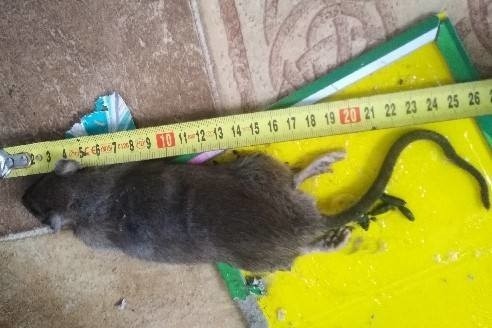 Gmina zajęła stanowisko wobec problemu ze szczurami w Wytownie