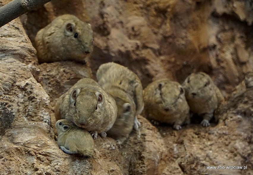 Nowi mieszkańcy wrocławskiego zoo. Nie piją, a żyją