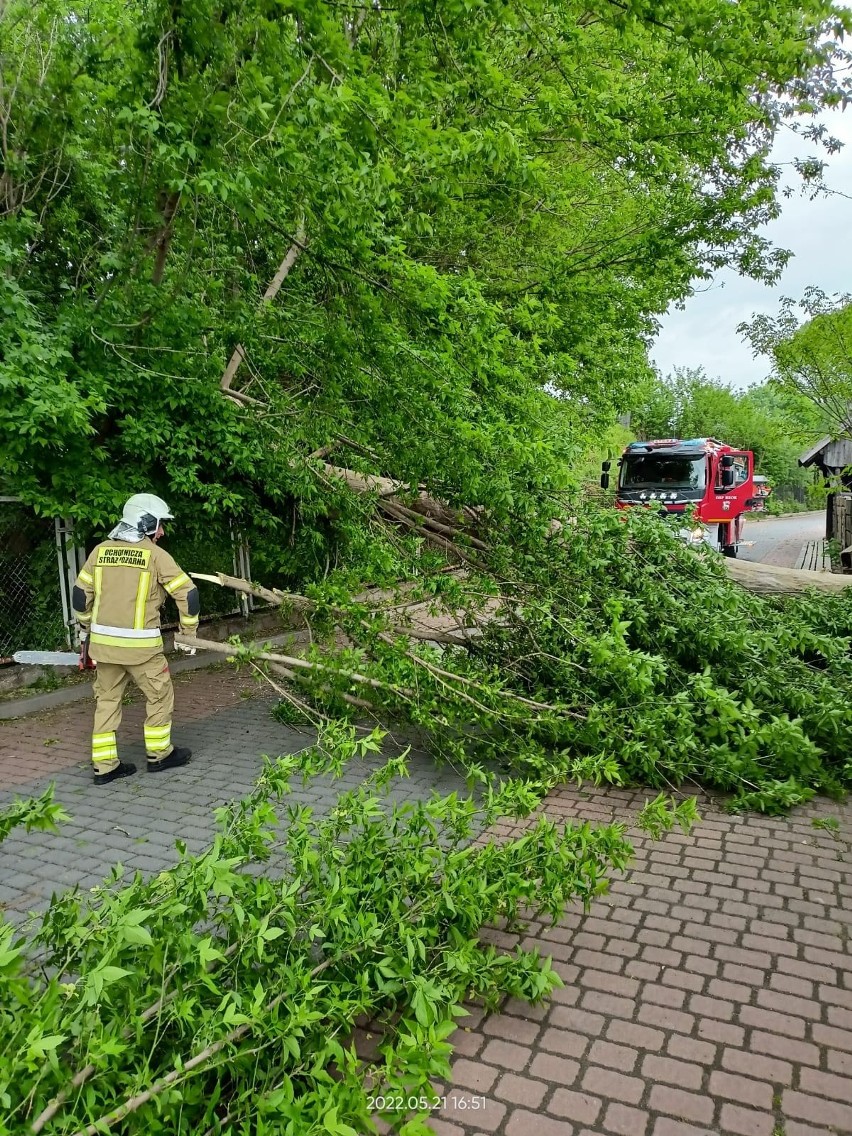 Silny wiatr w powiecie ostrowskim. 21.05.2022 strażacy wzywani byli do usuwania powalonych drzew. Zdjęcia