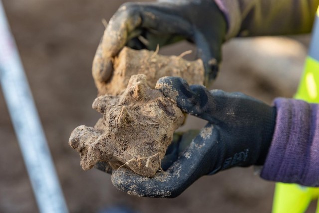 Ponad trzydzieści szkieletów odkryli archeolodzy podczas prac przy ul. Królowej Jadwigi