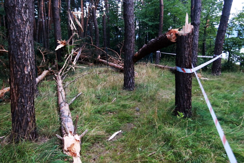 Piwniczna. 40 sekund horroru. Dobę po katakliźmie zniszczony las przeraża [ZDJĘCIA]