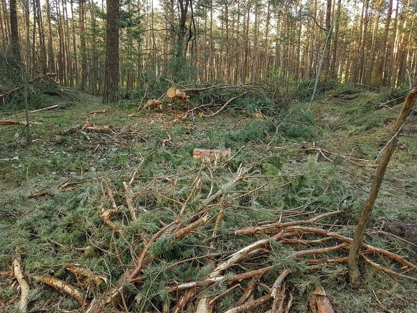 Mieszkańcy Bilczy przerażeni spustoszeniem lasu. Leśnicy mówią, że to konieczne 