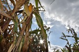 Kosztowne suszenie kukurydzy może przyspieszyć decyzje o sprzedaży mokrego ziarna