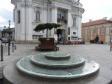 Wadowice. Brzoza wyrosła tuż przed papieską bazyliką