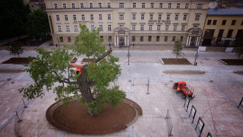 Plac Litewski. Tak wycinali Baobab (WIDEO Z DRONA) 