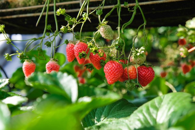 Do uprawy na balkonach nadają się przede wszystkim truskawki o wiszących pędach i powtarzające owocowanie.