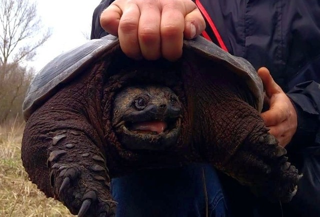 Przedstawiciele Fundacji Epicrates odłowili niebezpiecznego żółwia jaszczurowatego znalezionego w gminie Chynów w powiecie grójeckim