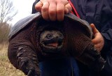 Niebezpieczny gad, żółw jaszczurowaty, został znaleziony w powiecie grójeckim. Zwierzę może odgryźć palce ludzkiej dłoni