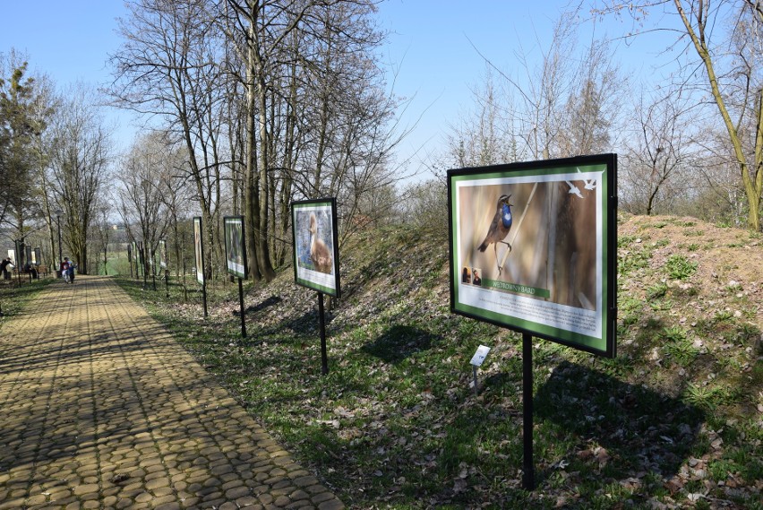 Śląski Ogród Botaniczny. Międzynarodowy Dzień Ptaków