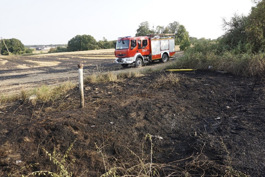Poznań: Pożar traw i krzewów w rejonie ulicy Radojewo