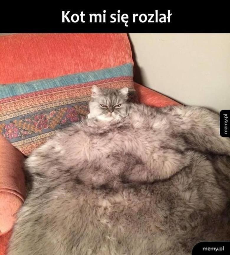 Typowy Kot Najlepsze Memy I Obrazki O Kotach mieszne Memy Z Kotami W 