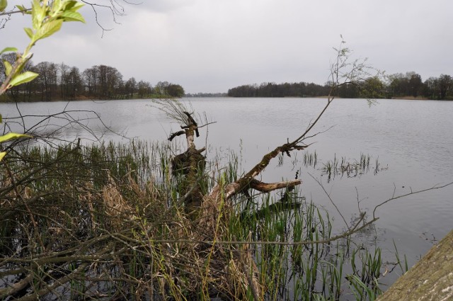 Ślady bytowania bobrów w Trzesiecku koło Świątek