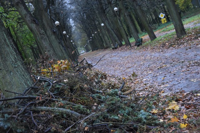 Park Kopernika to miejsce, gdzie orkan Ksawery wyrządził szkody, które usuwane są do tej pory.