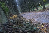 Drzewo zabiło mężczyznę w parku Kopernika w Gorzowie
