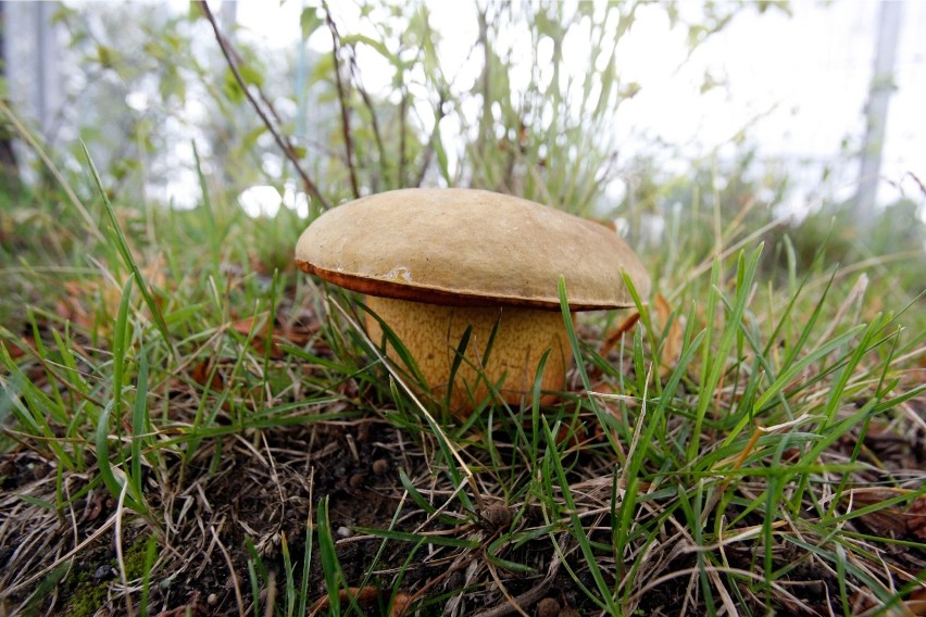 Pojawiły się też lasy w okolicach Tlenia (powiat świecki,...