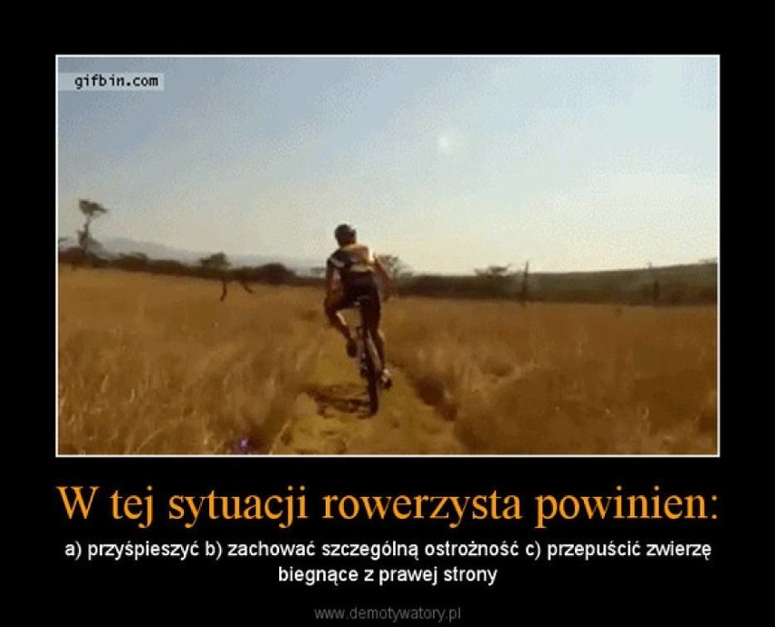 Rowerzysta na drodze: Jak nazywa się japoński rowerzysta? [MEMY]