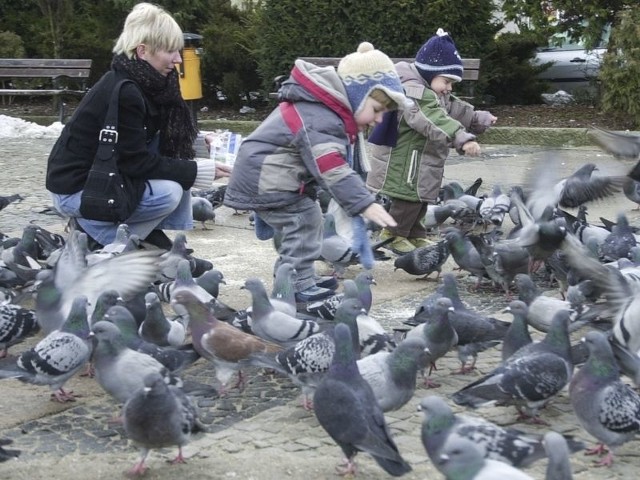 Nasza czytelniczka prosi, abyśmy zimą nie zapominali o dokarmianiu gołębi. 