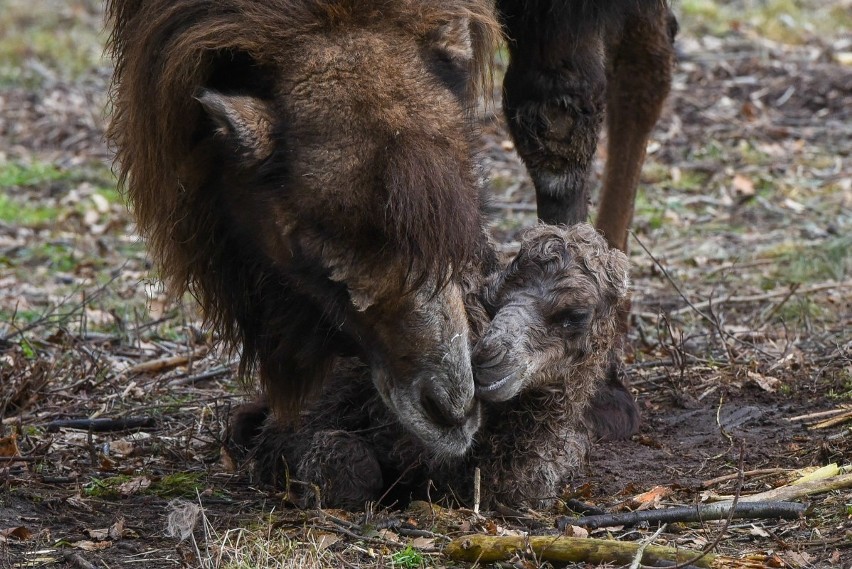 W zoo w Poznaniu urodził się mały wielbłąd. Oto Tamir