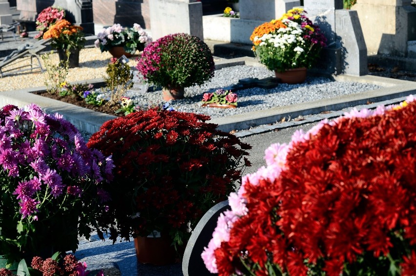 Na grobach dobrze wyglądają zarówno chryzantemy drobnokwiatowe, jak i wielkokwiatowe