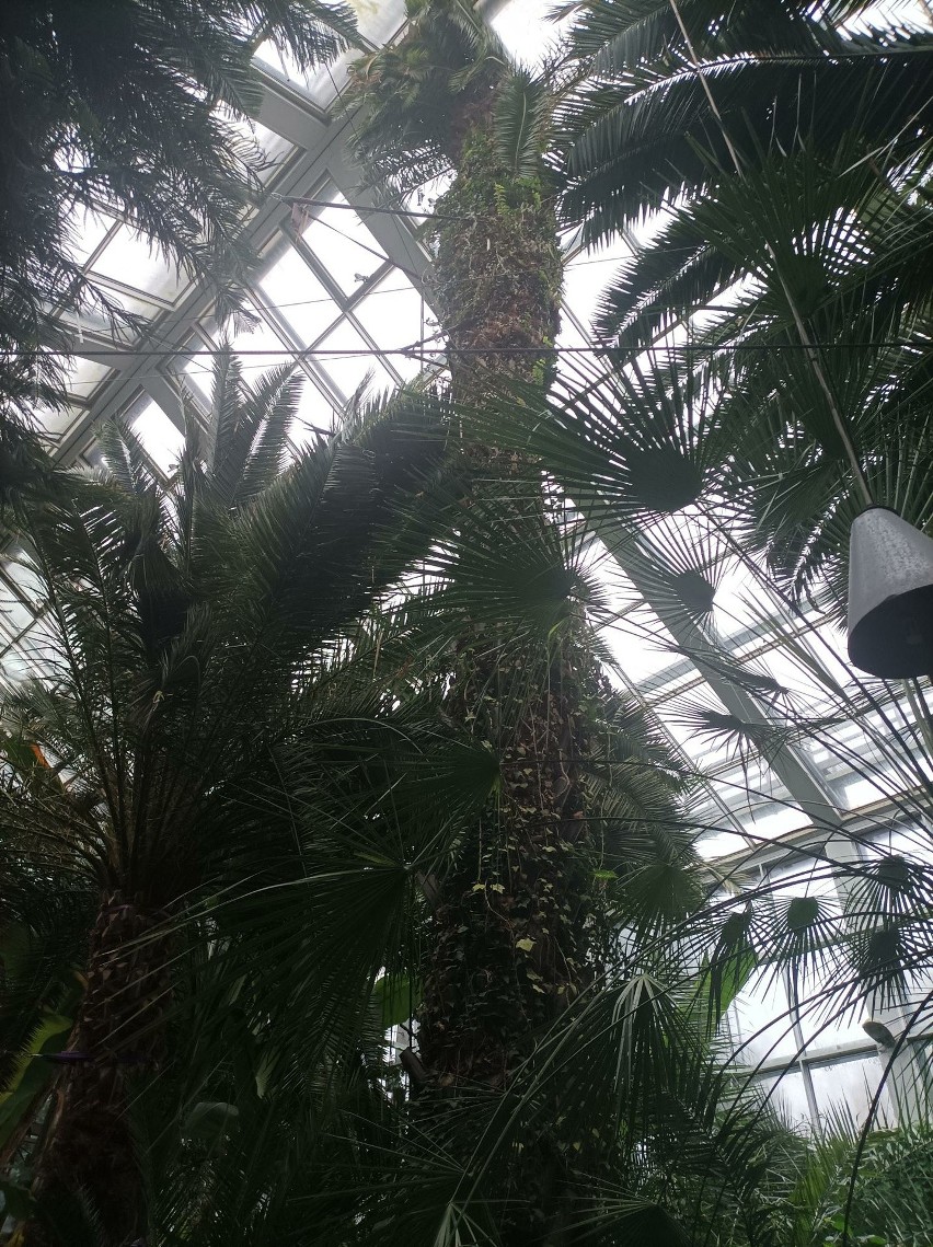Najstarsza, 160-letnia palma sięga już dachu pawilonu.