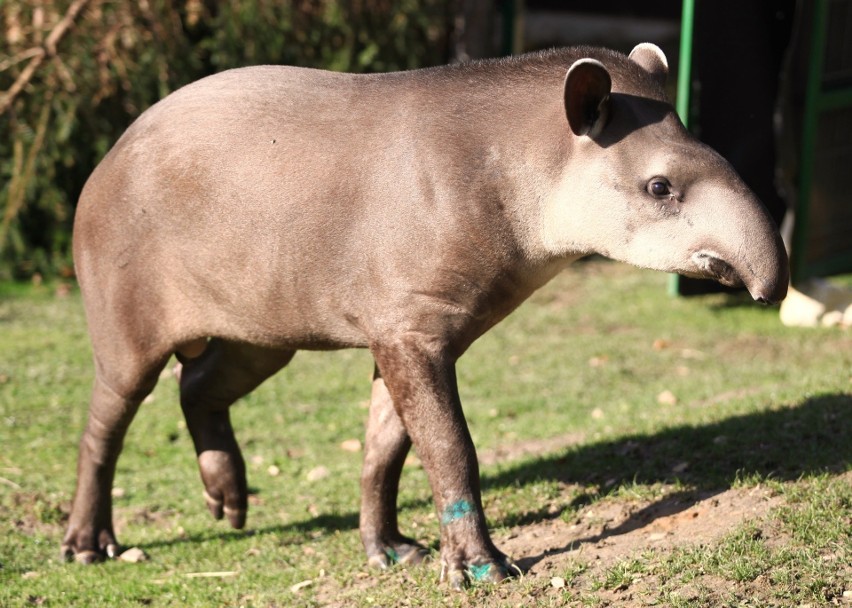 Nowy mieszkaniec Zoo Leśne Zacisze w Lisowie. Oto tapir anta o imieniu Toralf. Zobacz zdjęcia