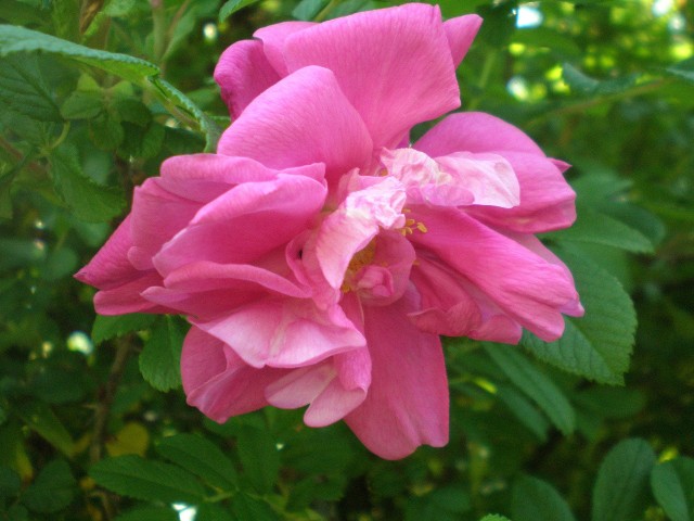 Róża pomarszczonaRóżę pomarszczoną (zwaną również cukrową) można posadzić wzdłuż ogrodzeń lub jako żywopłot.