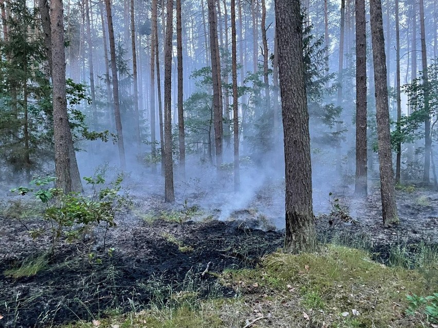 Pożar na szczęście nie rozprzestrzenił się na drzewa, co...