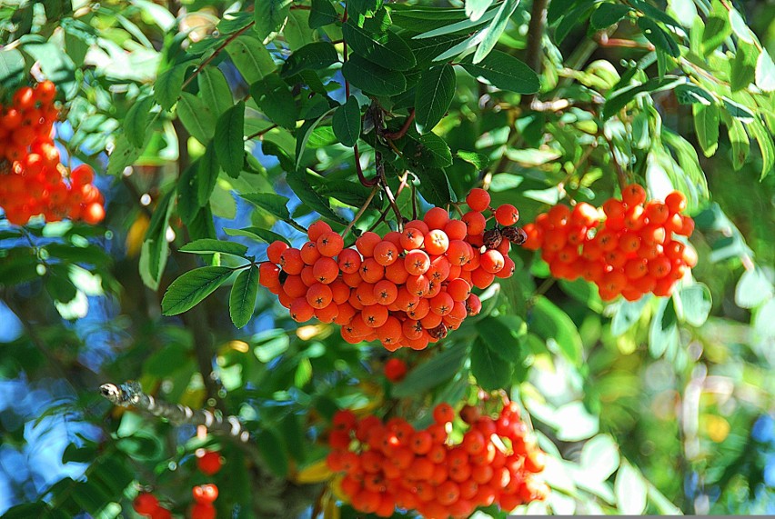 Choć pomarańczowe owoce jarząbu pospolitego (Sorbus...