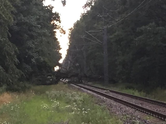 W Suchym Borze, przy przejeździe kolejowym, drzewo spadło na tory.