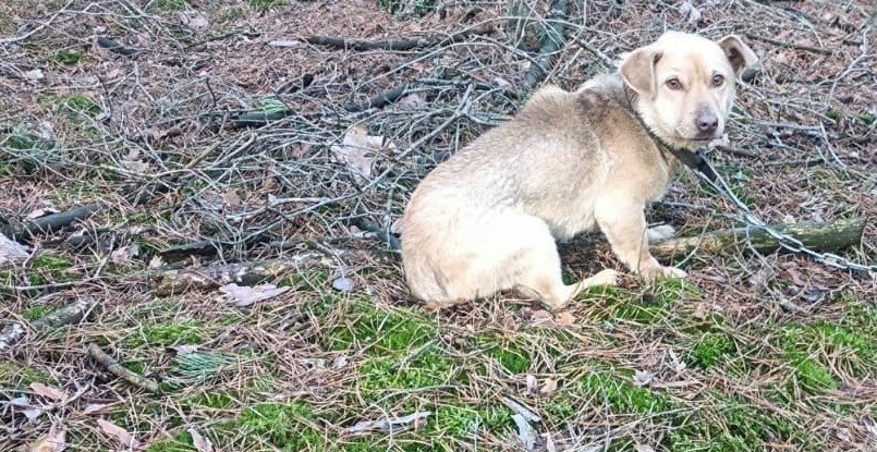 Pies znaleziony w lesie w pow. makowskim. Ma obrożę i łańcuch. Czyja zguba?