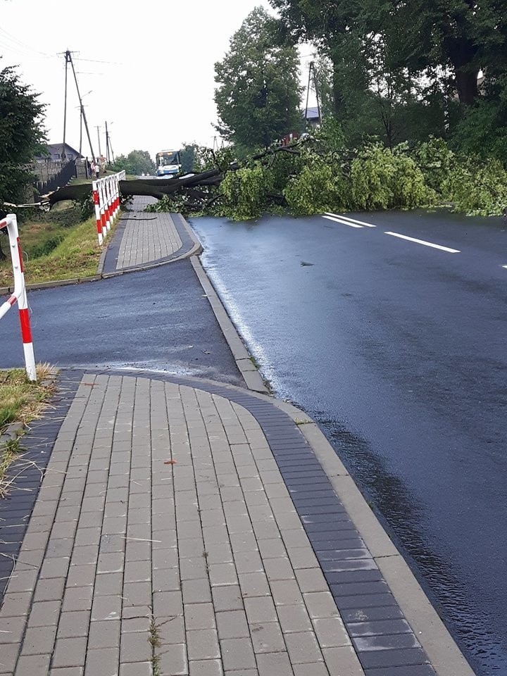 Powalone drzewo na drodze w Szczerbicach (gmina Gaszowice).